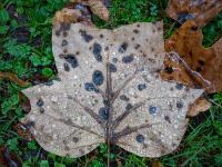 Rostfarbenes Tulpenbaum Blatt mit Flecken und Regentropfen